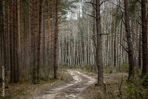 Waldweg in Podlachien  Ostpolen