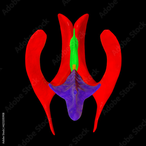 Ventricular system of brain, 3D illustration photo