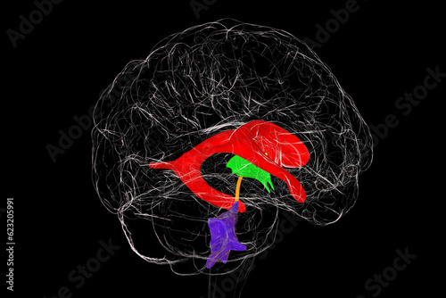 Ventricular system of brain, 3D illustration photo