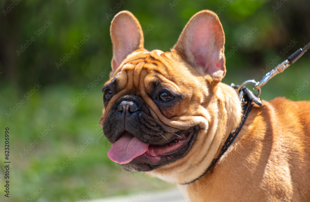 French bulldog portrait in the park, shallow depth of field