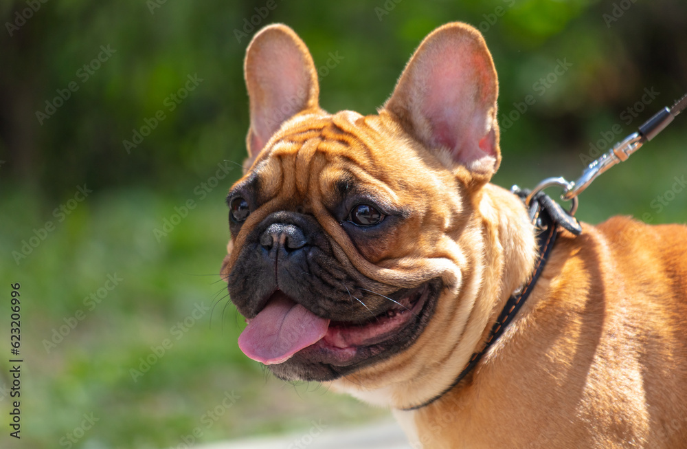 French bulldog portrait in the park, shallow depth of field French bulldog portrait in the park, shallow depth of field