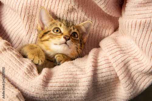 Foto cute little kitten close up