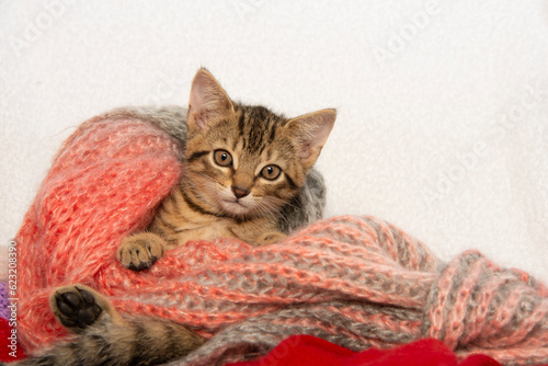 Schilderij op canvas cute little kitten close up