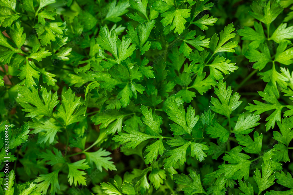 glatte Petersilie, gesund, frisch und saftig grün. Kräuter für Suppe und Dekoration glatte Petersilie, gesund, frisch und saftig grün. Kräuter für Suppe und Dekoration
