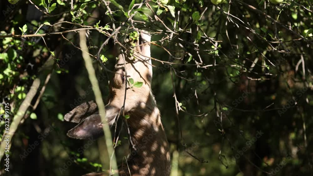 Deer Fawn Eats Leaves off a Tree -Shallow Depth of Field Deer Fawn Eats Leaves off a Tree -Shallow Depth of Field