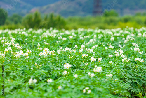 Fototapeta Naklejka Na Ścianę i Meble -  Potato flowers blooming in field, Potato plantation