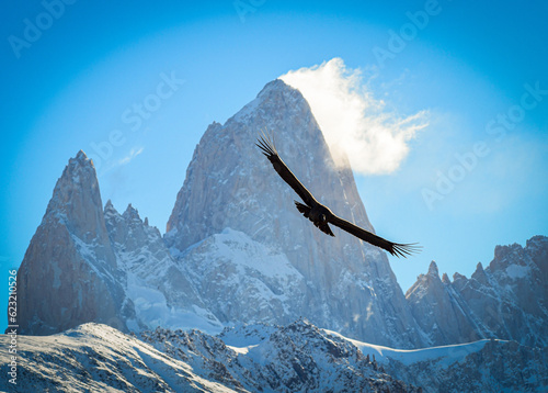 Condor Andino - Monte Fitz Roy - El Chalten - Provincia de Santa Cruz. Patagonia Argentina