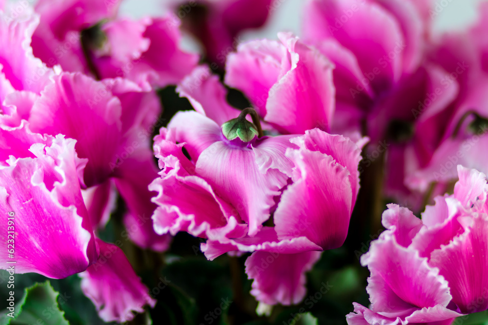 Bright and beautiful indoor flower. Cyclamen is purple in color. Postcard