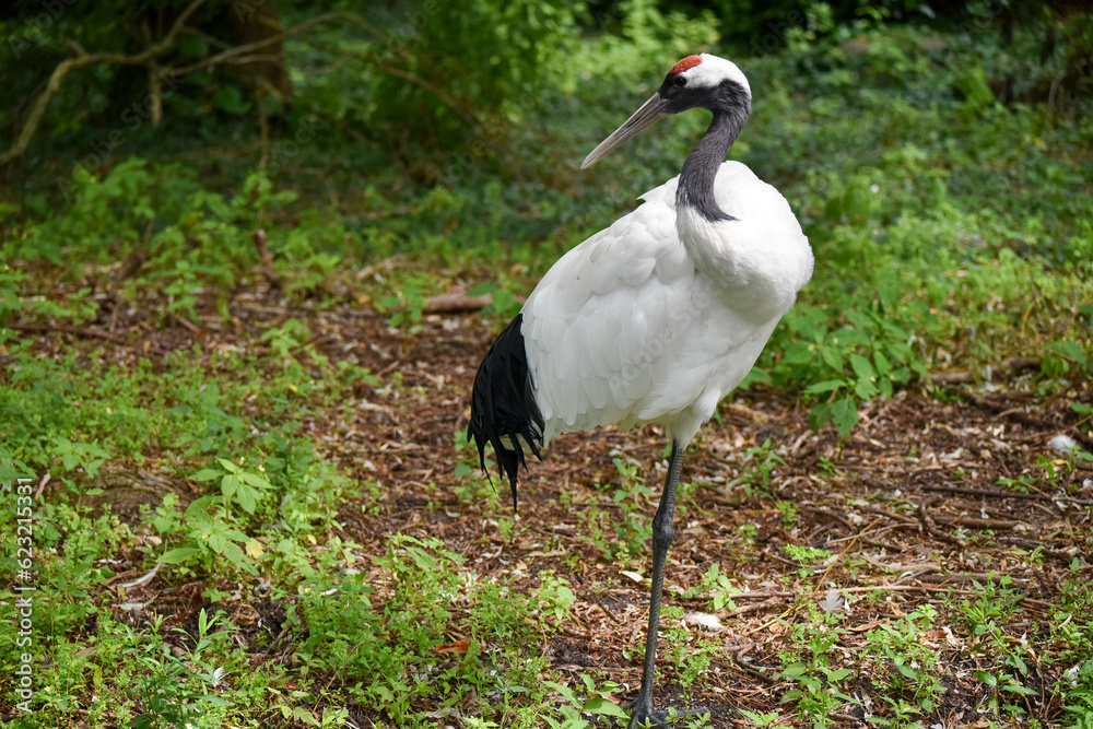 Fototapeta premium Vogelpark in Niedersachsen