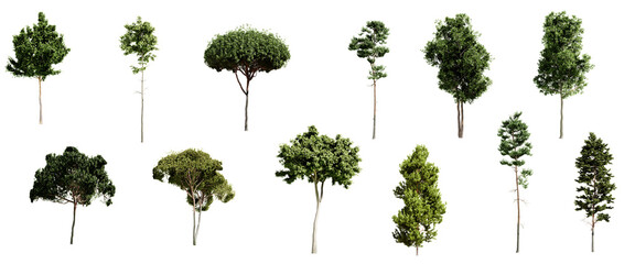 Set of different types of pine trees isolated on transparent background. 3D render.