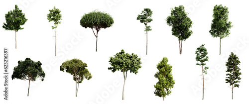 Fotografiet Set of different types of pine trees isolated on transparent background