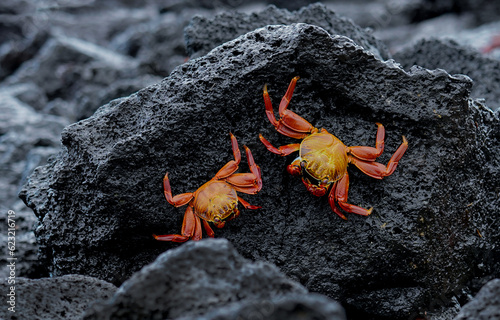 Two Sally lightfoot crabs on the volcanic rocks, Santa Cruz, Galapagos 
 photo