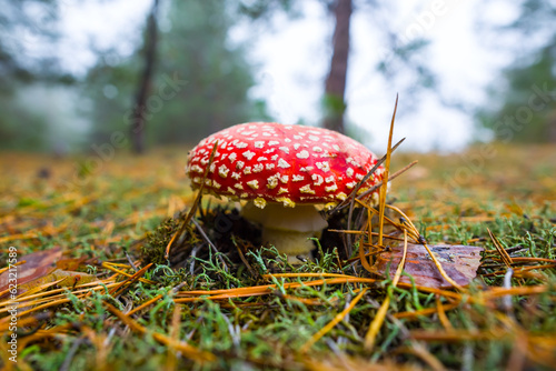 closeup red flyagaric mushroom on forest glade, autumn outdoor scene
