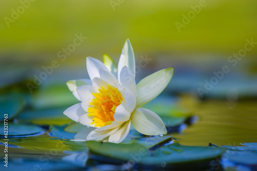 Wallpaper Mural closeup  white water lily float in lake Torontodigital.ca