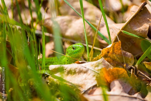 closeup green lizard sit in grass photo