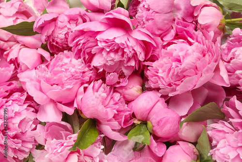 Pink peony flowers as background  closeup