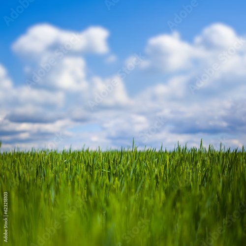 Fototapeta Naklejka Na Ścianę i Meble -  beautiful green rural field under blue cloudy sky