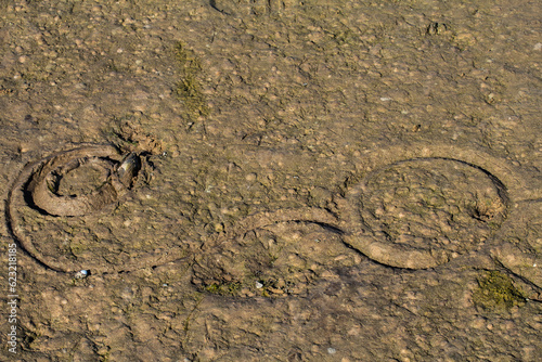 Drying lake. Bivalves, Swan mussel (Anodonta cygnea) have made circular passages in the sludge because they cannot get out of the drying puddle photo