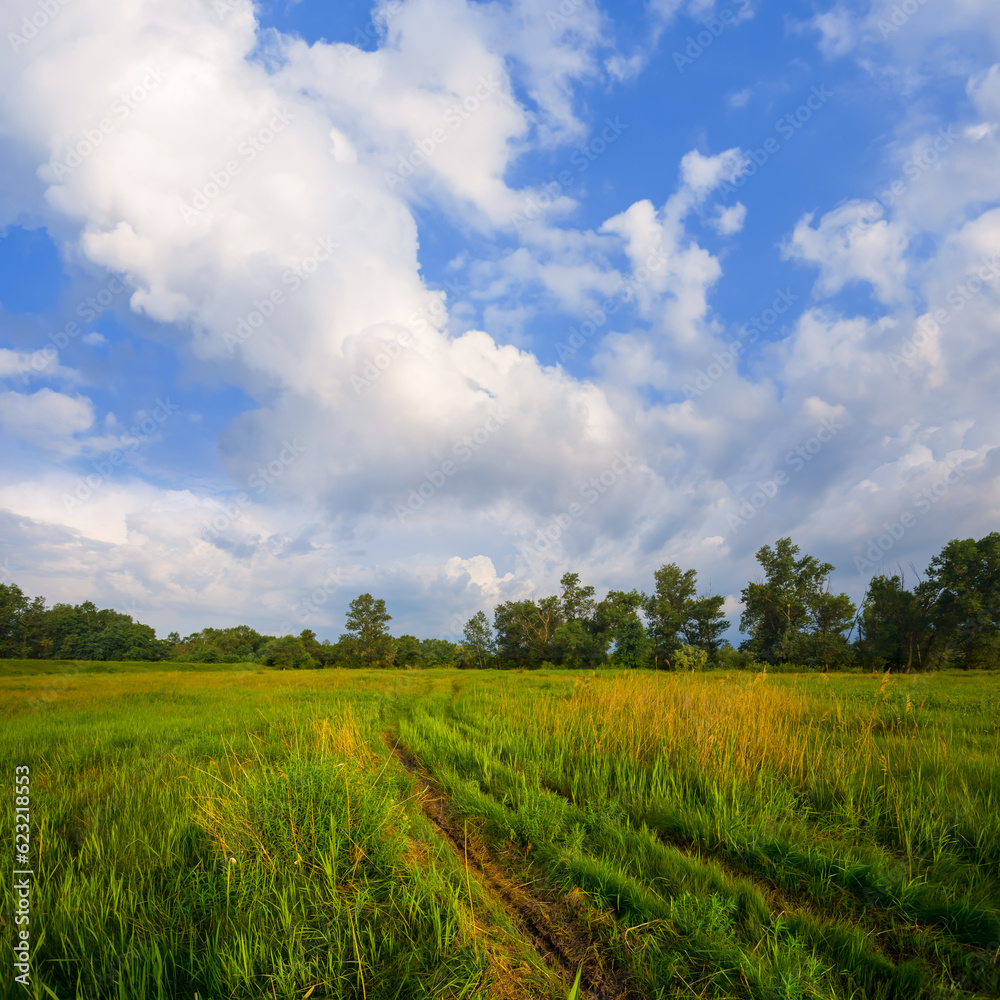 summer forest glade with ground road summer forest glade with ground road