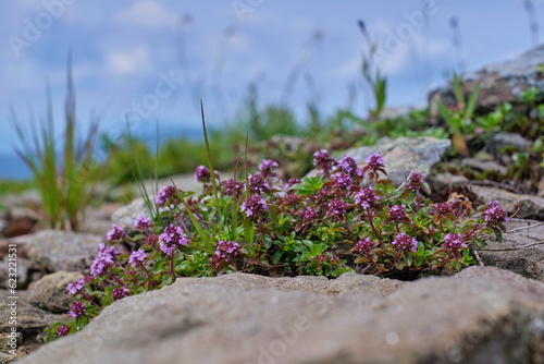Blossoming fragrant Thymus serpyllum, Breckland wild thyme, creeping thyme, or elfin thyme in the mountains among the stones close-up
