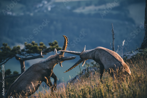 wild capricorns are fighting in the mountains