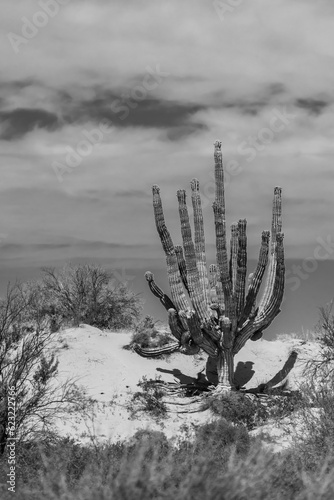 Saguaro in Baja California desert 