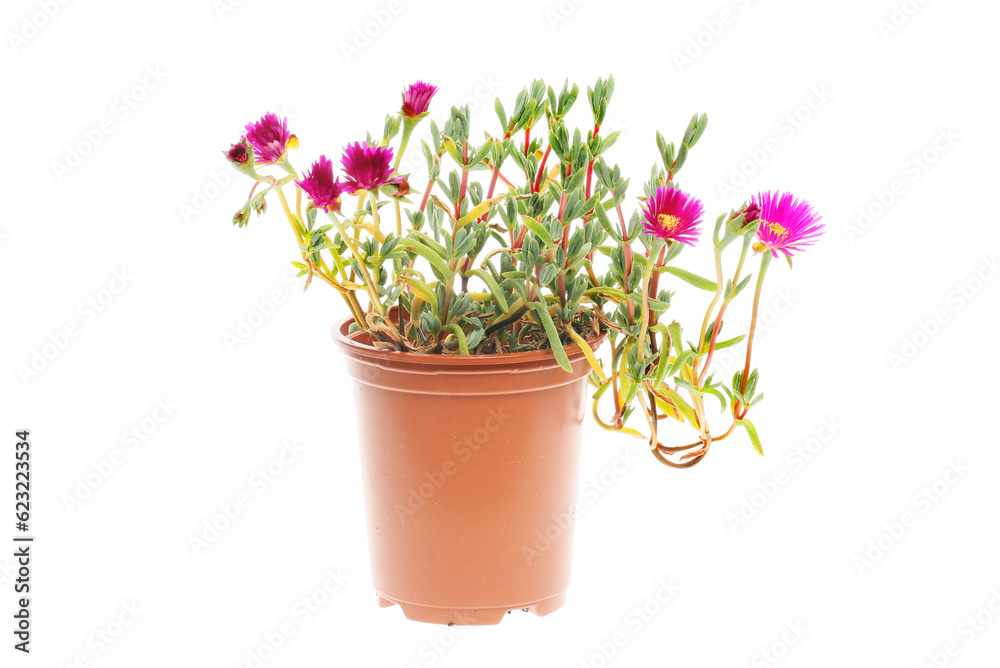 Obraz premium Flowering lampranthus plant