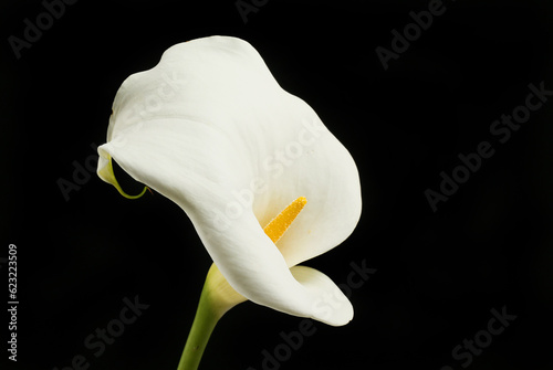 Arum lilly against black