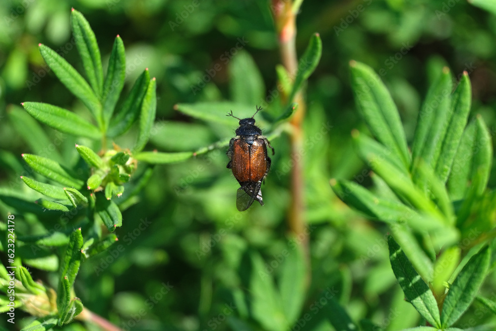 Nature photo of green plants and a brown beetle and blurred background - Stockphoto