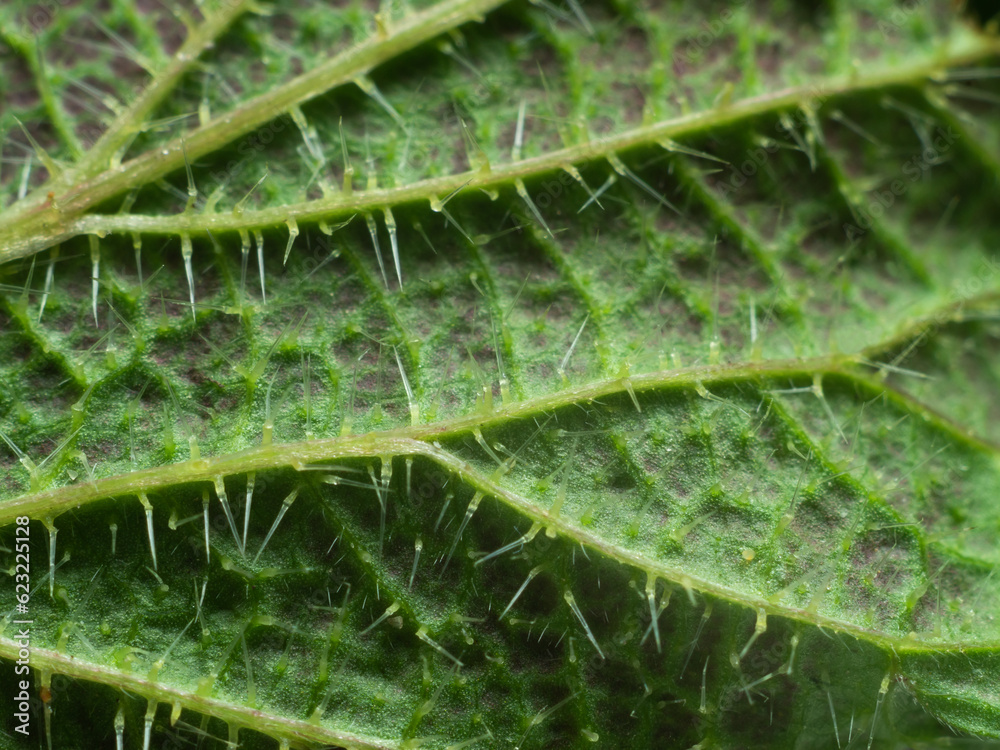 Nettle leaf close-up. Nettle leaf close-up.