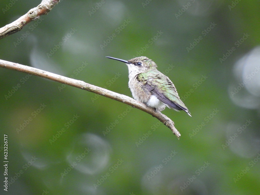 Fototapeta premium Hummingbird