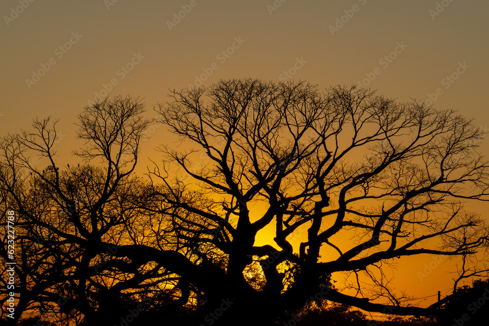 Dawn in the swamp pantanal, the world's largest tropical wetlands Dawn in the swamp pantanal, the world's largest tropical wetlands