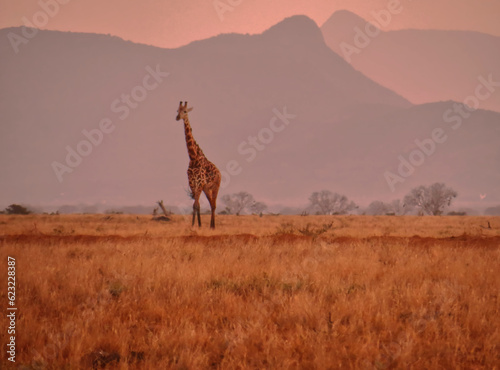 A giraffe in Tsavo east national park.