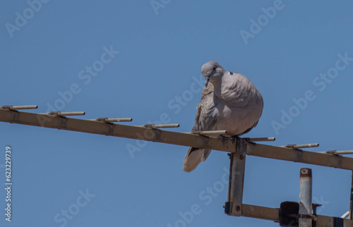 Eurasian Collared Dove on the tv antenna