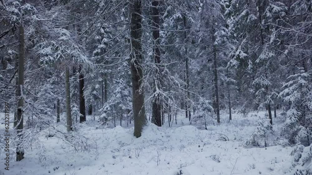 Drone flight in an endless boreal spruce forest in winter. Early and cold winter morning with a snowy forest. Spruce trees covered with white fluffy snow. European nature.