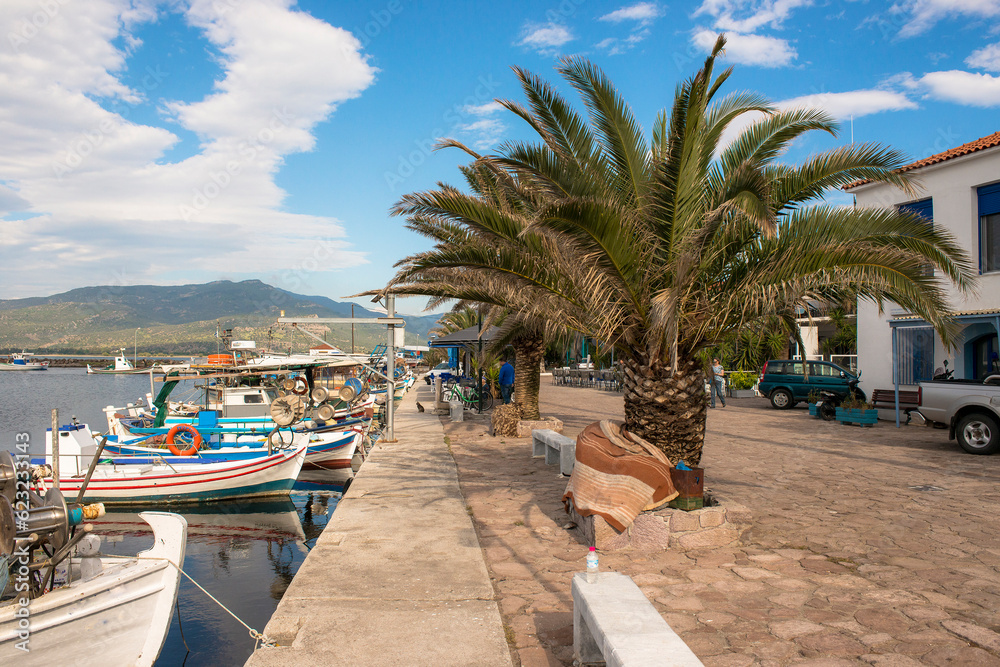 Date Palm (Phoenix dactylifera ) on the quay side in the harbour of Skala Kalloni, Lesbos, Greece