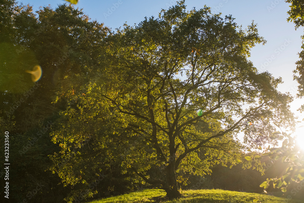Φωτογραφία Sessile Oak (Quercus petraea) tree on an open place in a forest in back light