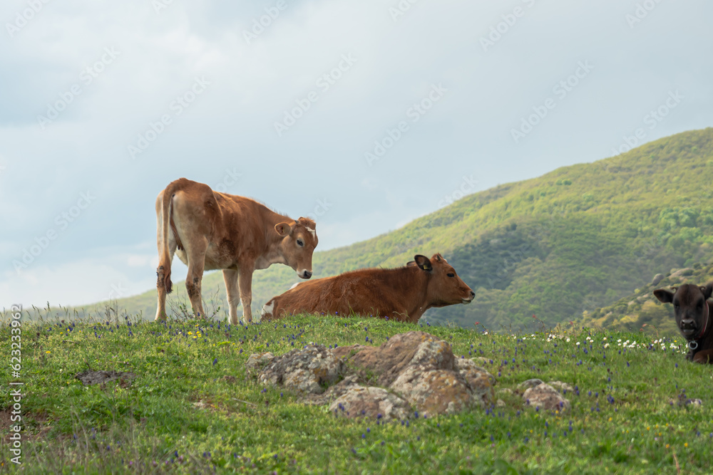 Grazing cows under the blue sky ,brown calf eating green grass Grazing cows under the blue sky ,brown calf eating green grass