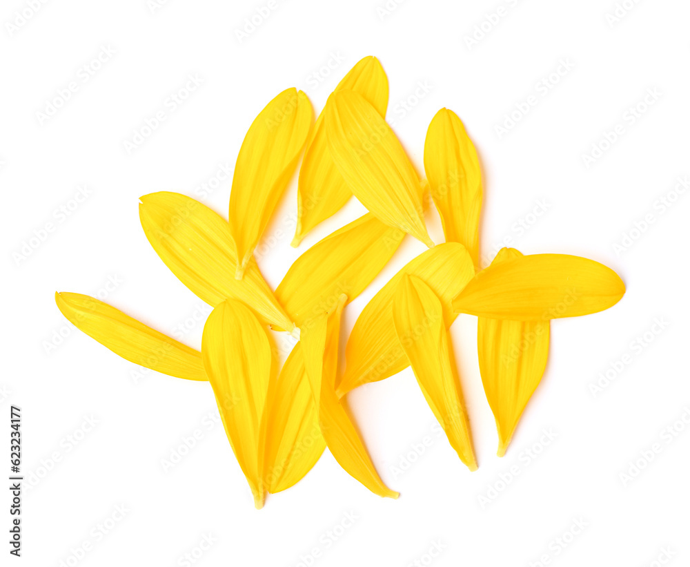 Beautiful sunflower petals on white background Beautiful sunflower petals on white background