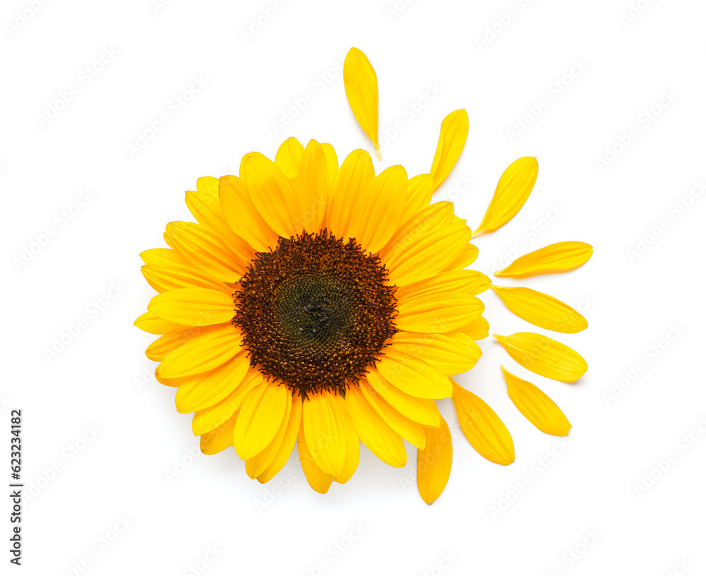 Fototapeta premium Beautiful sunflower and petals on white background