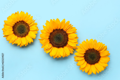 Beautiful sunflowers on blue background