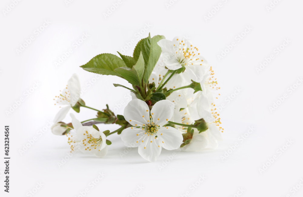 Fototapeta premium Blooming flower branch of apple tree on light background. Minimalist still life.
