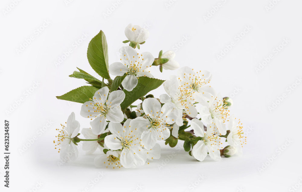 Fotografie Blooming flower branch of apple tree on light background