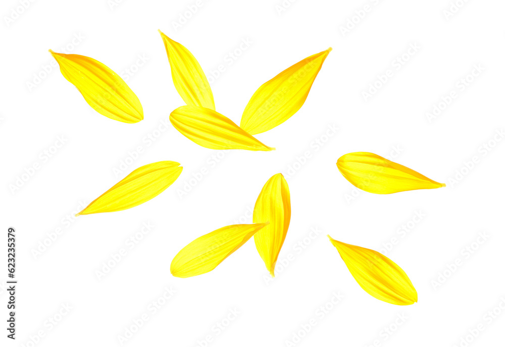 Flying sunflower petals on white background