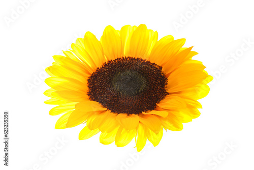 Flying sunflower on white background