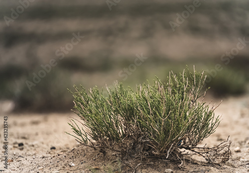 Green steppe undersized plant in the desert of Kazakhstan in macro  in cloudy weather