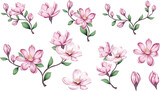 Floral vector set of pink magnolia. Flowers, buds and branches on white background. . Vector illustration