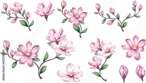 Floral vector set of pink magnolia. Flowers  buds and branches on white background. . Vector illustration