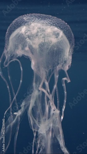 Mauve Stinger Jellyfish swim up of blue water. Mauve Stinger, Night-lightx Jellyfish, Phosphorescent jelly or Purple people eater (Pelagia noctiluca) floating on blue water photo