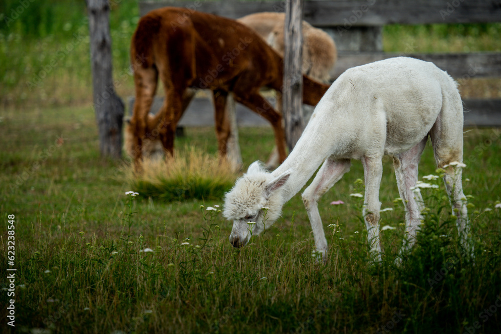 Beautiful alpaca grazing on the farm Beautiful alpaca grazing on the farm